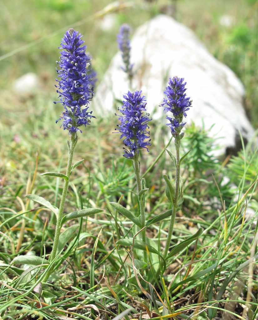 Veronica spicata Veronica spicata